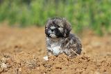 LHASSA APSO 107